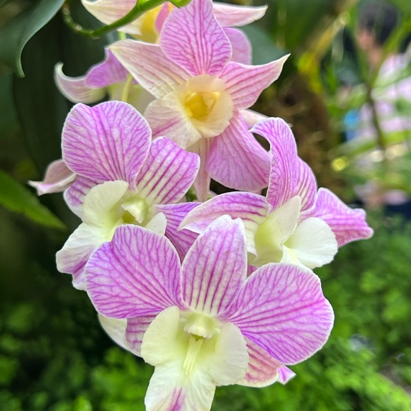 ❤️ LIKE to be notified when I go LIVE ❤️ - Picture 15 of 16